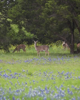 NATURE-FIRST land in bastrop